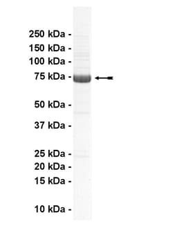 Eurofins DiscoverX ErbB2 Protein, Active 10 &mu;g | Buy Online | Eurofins DiscoverX | Fisher Scientific
